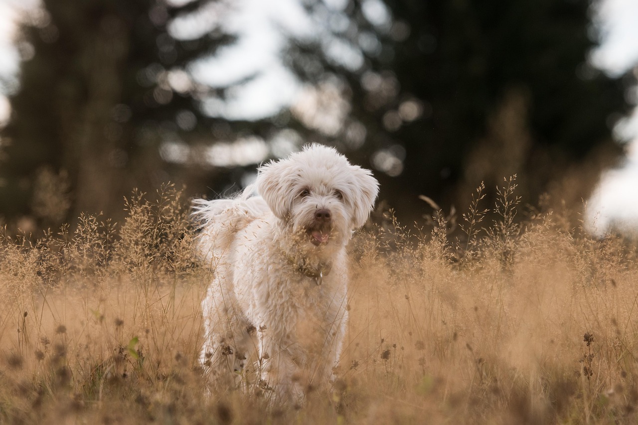 Dog Training Guide: Methods, Approaches & Everyday Practice Tips